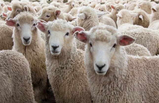 برگزاری دور دوم مناقصه عمومی؛ انتخاب ترخیص کار 2000 تن گوشت منجمد گوسفندی