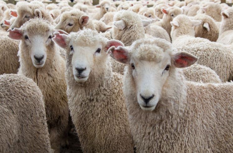 برگزاری مناقصه عمومی؛ انتخاب ترخیص کار 2000 تن گوشت منجمد گوسفندی