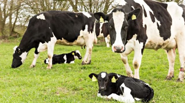 برگزاری دور دوم مناقصه برای خریداری 500 تن گوشت مخلوط گوساله منجمد از پاکستان