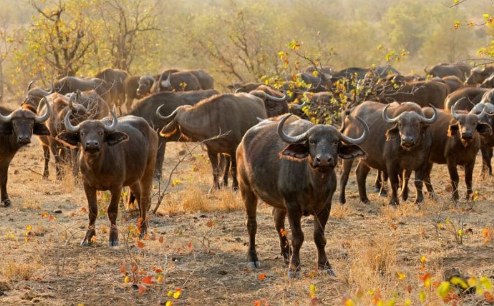 برگزاری مناقصه برای خریداری 500 تن گوشت منجمد گاومیش (بوفالو) از هند