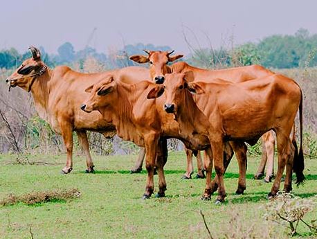 فراخوان خرید 5000  تن گوشت منجمد گوساله وارداتی از کشور پاکستان
