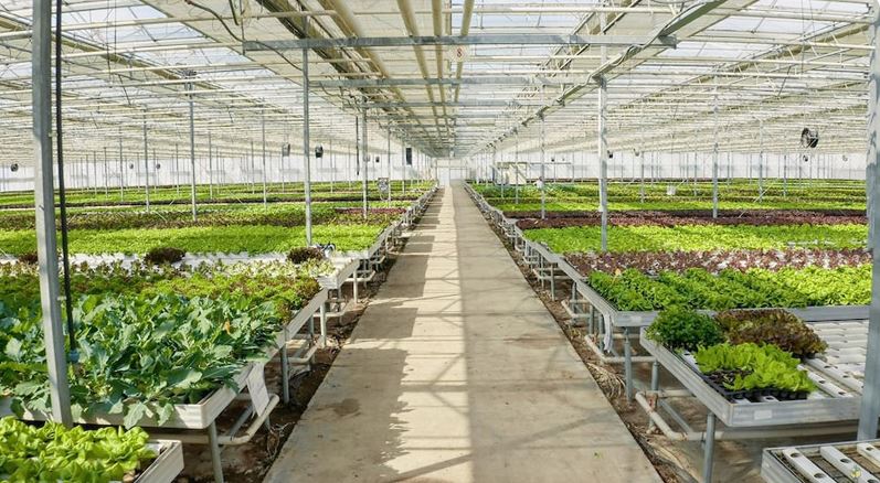 آیا کشاورزی بدون خاک روشی موثر برای مقابله با بحران کم آبی است؟